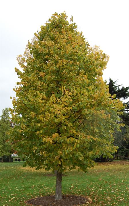 Corylus colurna (Baum-Hasel)