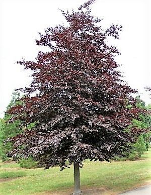 Fagus sylvatica 'Atropurpurea' (Blutbuche)