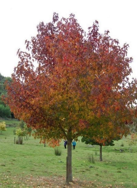 Liquidambar styraciflua (Amerikanischer Amberbaum)