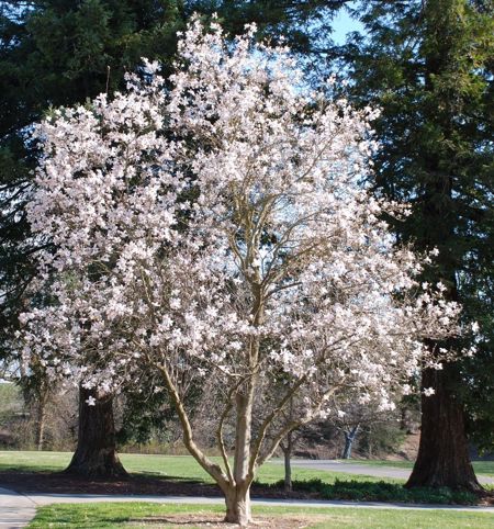 Magnolia loebneri 'Merrill' (Grossblumige Magnolie)