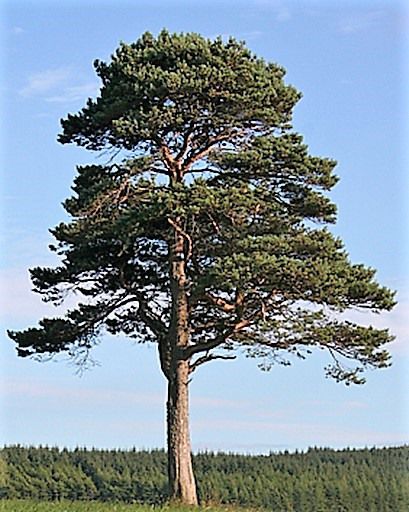 Pinus sylvestris (Waldkiefer)