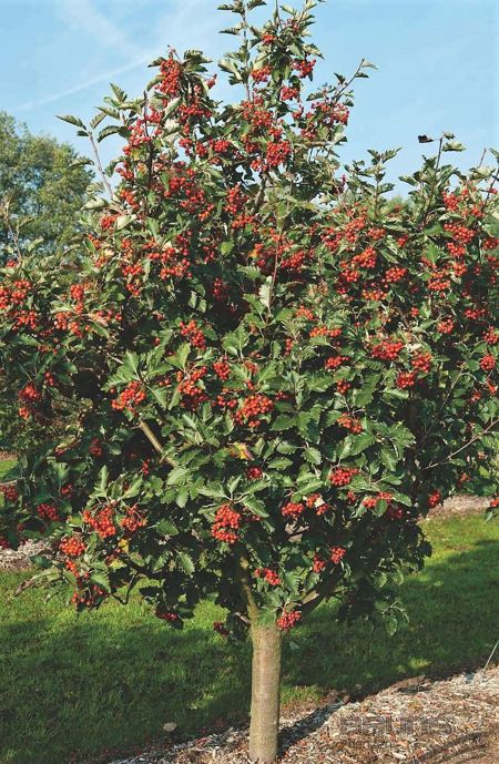 Sorbus aria 'Magnifica' (Echte Mehlbeere)