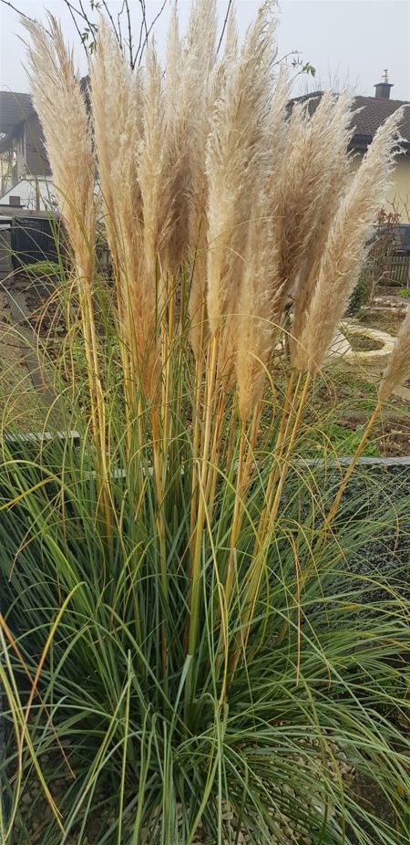 Amerikanisches Pampasgras Cortaderia Selloana