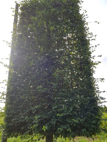 Hainbuche Carpinus Betulus (Spalier) 4.5m