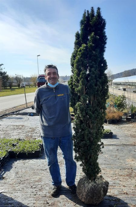 Taxus b. Fastigiata Robusta, Solitär (Ballen)