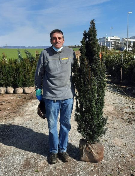 Taxus b. Fastigiata Robusta, Solitär (Ballen)