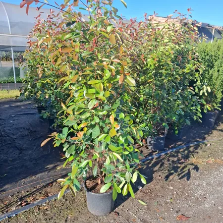 Glanzmispel Photinia Fraseri Red Robin (Ballen)