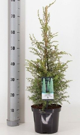 Juniperus Communis Suecia