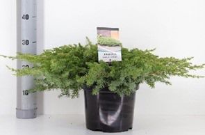 Juniperus Confetera Schlager