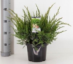 Juniperus Pfitzeriana Mint Julep