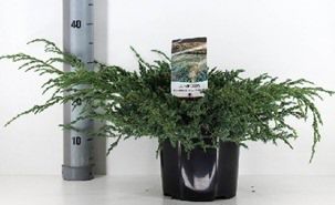 Juniperus Squamata Blue Carpet