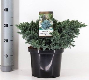 Juniperus Aquamate Blue Star