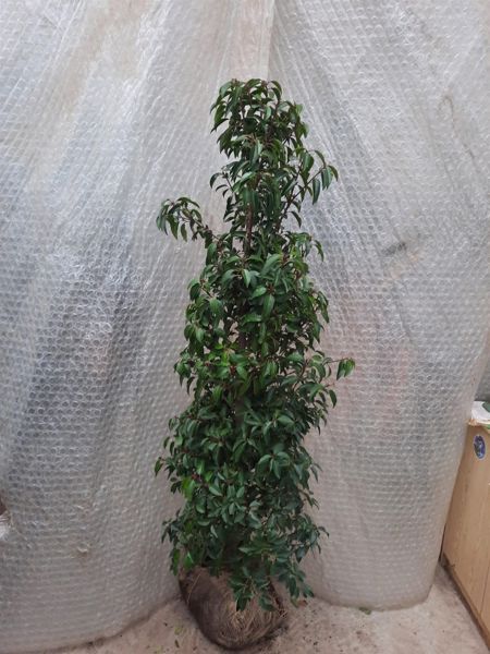 Portugiesischer Kirschlorbeer, Prunus Angustifolia Lusitanica (Ballen)