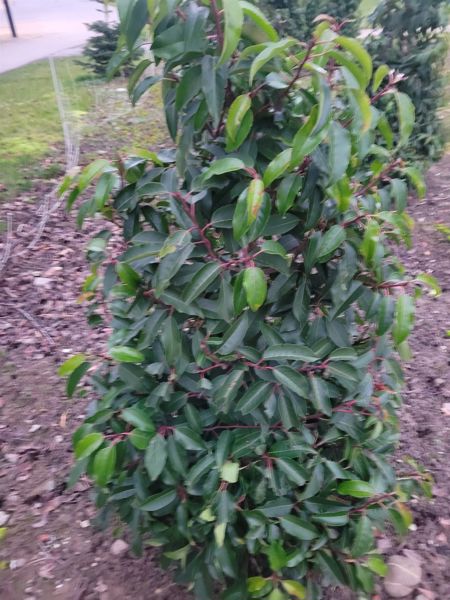 Portugiesischer Kirschlorbeer, Prunus Lusitanica Angustifolia (Ballen)