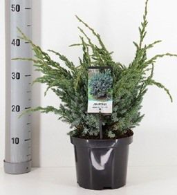 Juniperus Squamata Meyeri