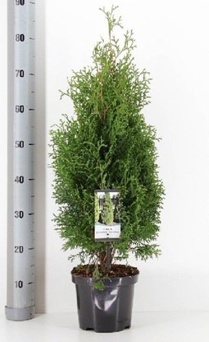 Thuja Occidentalis Holmstrup