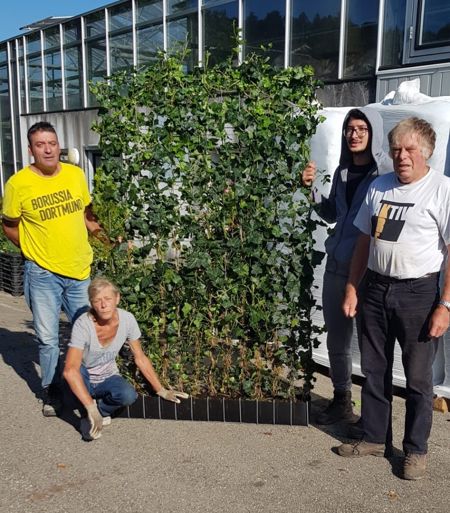 Hedera Hybernica Kletterefeu