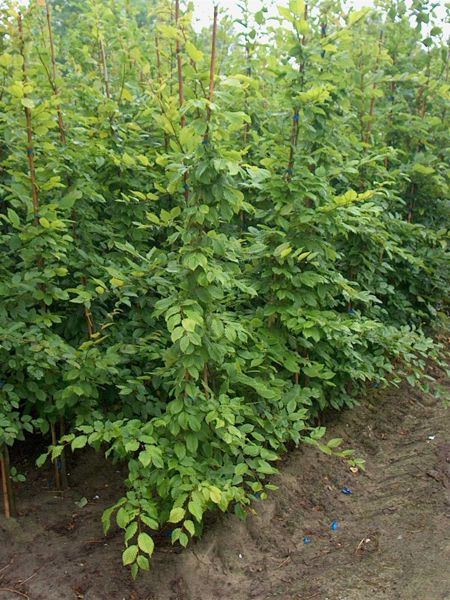 Hainbuche Carpinus Betulus (Ballen)