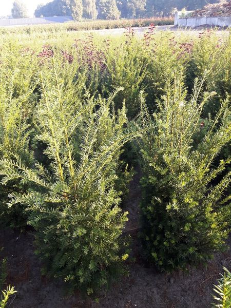 Eibe Taxus baccata (Ballen)