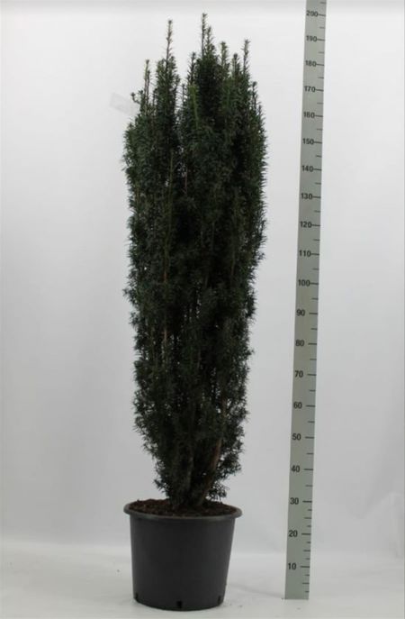 Taxus b. Fastigiata Robusta, Solitär (Container)