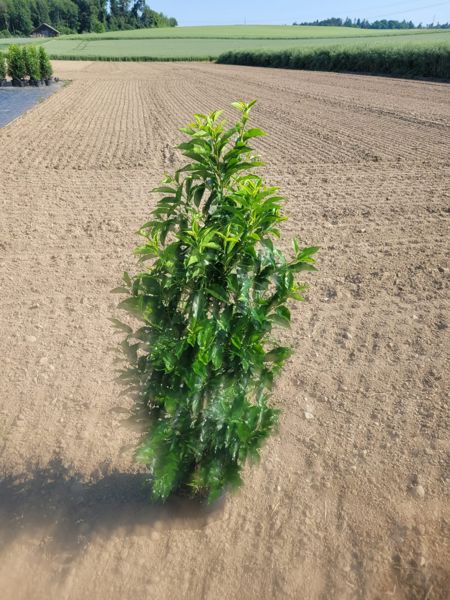 Portugiesischer Kirschlorbeer, Prunus Lusitanica Angustifolia (Container)