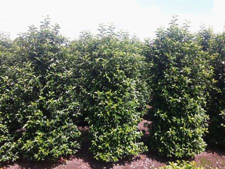 Portugiesischer Kirschlorbeer, Prunus Lusitanica Angustifolia (Container)