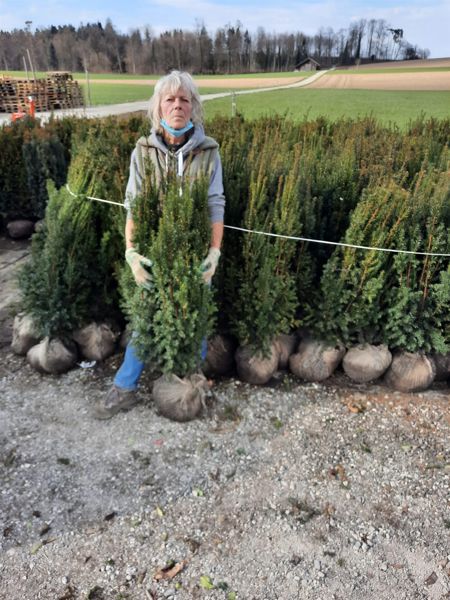 Eibe beerenlos, Taxus media Hillii (Ballen)