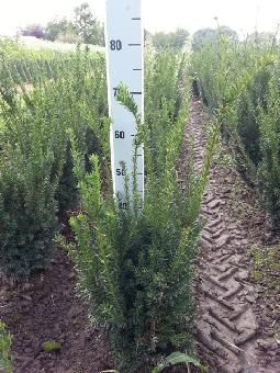 Eibe beerenlos, Taxus media Hillii (Ballen)