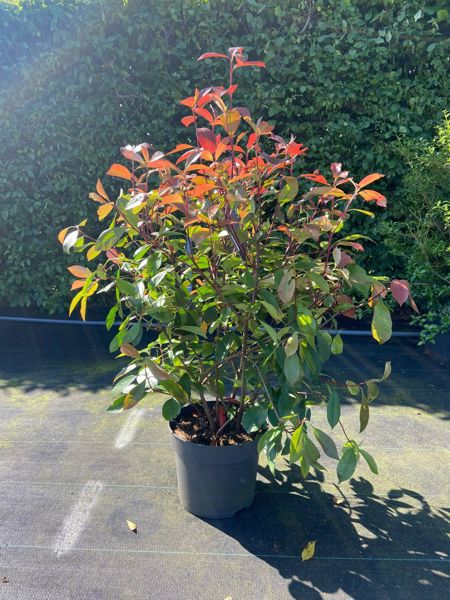 Glanzmispel Photinia Fraseri (Container)