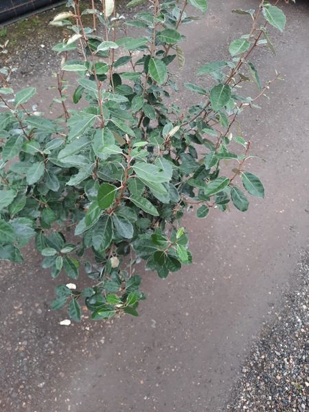 Elaeagnus Ebbingei Oelweide Container