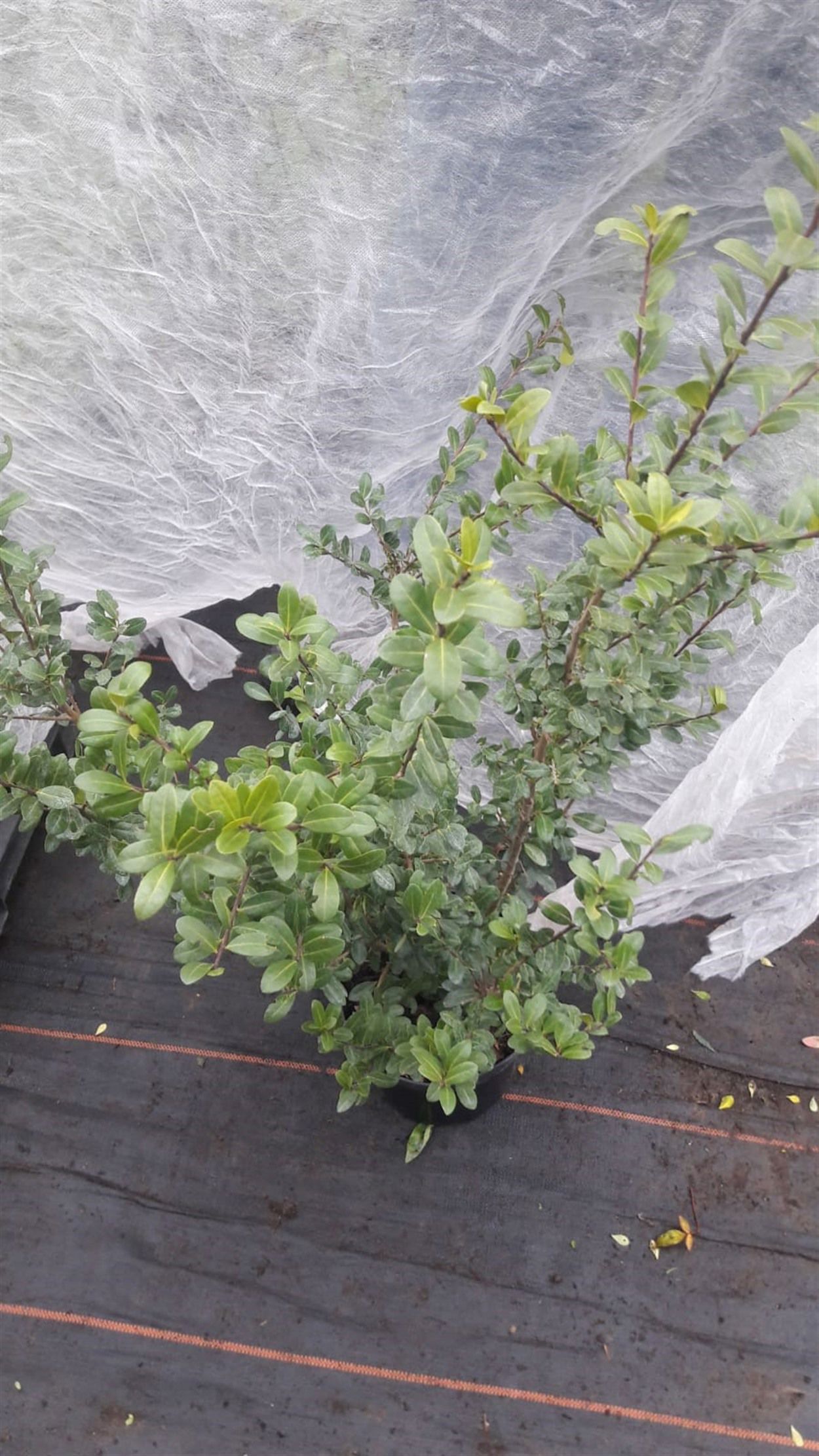 Heckenpflanze Ilex Crenata Glory Gem (Container)