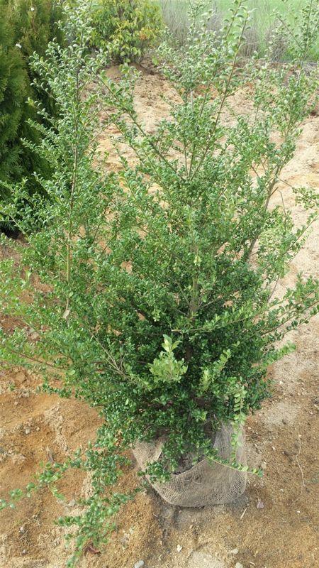 Stechpalme Ilex alaska (Container)