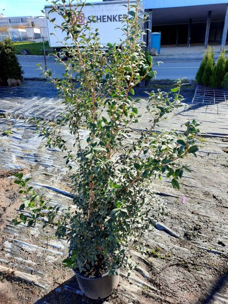 Osmanthus Burkwoodii - Frühlings-Duftblüte (Container)