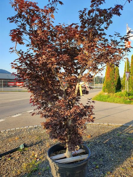 Acer Bloodgood