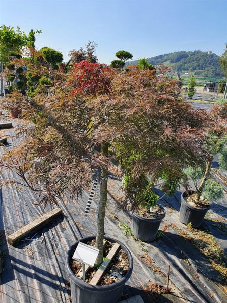 Acer Bloodgood 1 Meter Stamm