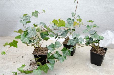 Hedera hibernica - Grossblättriger Irischer Efeu