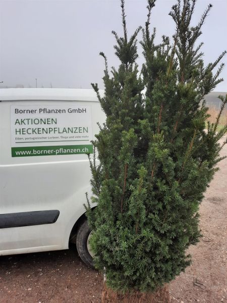 Eibe, Taxus Media Hicksii (Ballen)