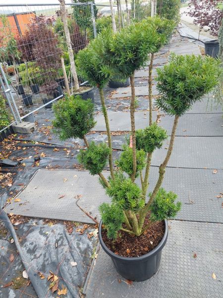 Taxus Media Hicksii pon pon (Formschnitt)