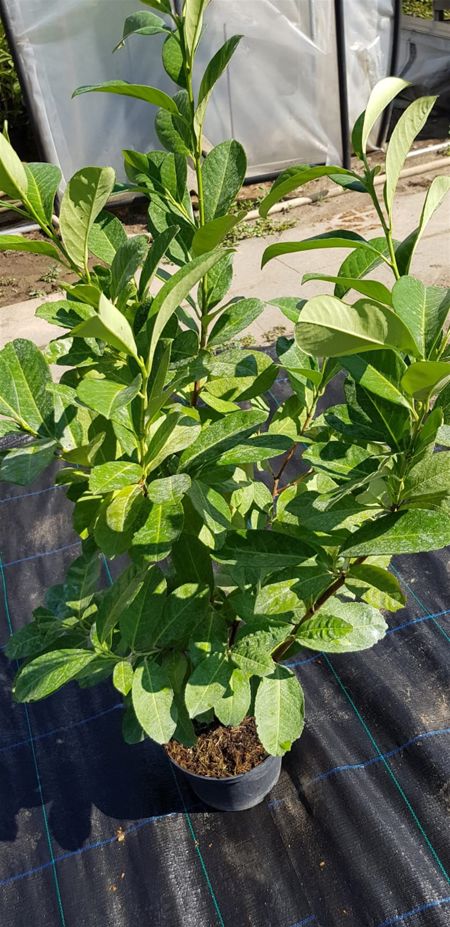 Prunus Novita (Container)