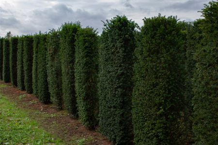 Taxus baccata Element