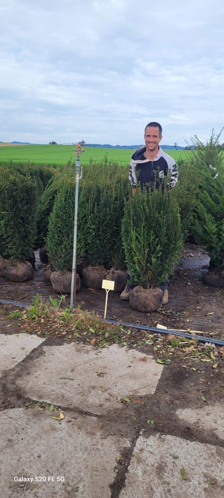 Eibe beerenlos, Taxus media Hillii Rising Star (Ballen)