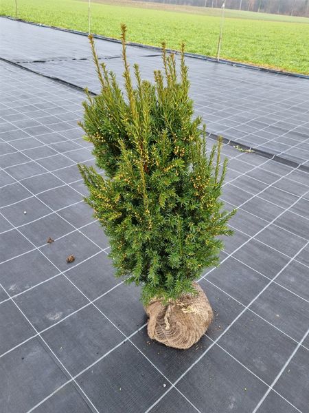 Eibe beerenlos, Taxus media Hillii Rising Star (Ballen)