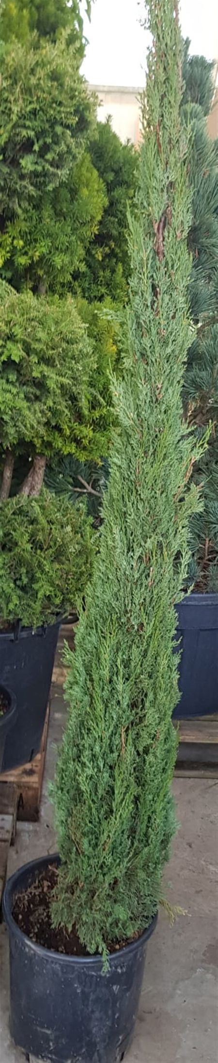 Cupressus