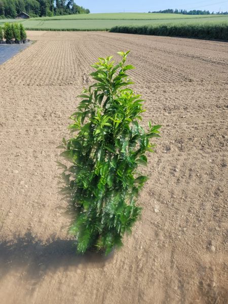 Portugiesischer Kirschlorbeer, Prunus Lusitanica Angustifolia 130 bis 140 cm (Container)