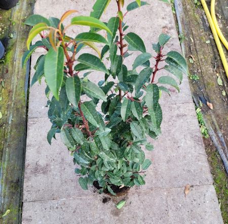 Portugiesischer Kirschlorbeer, Prunus Lusitanica Angustifolia (Container) 50 - 60 cm