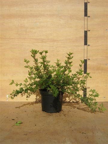 Potentilla f. Abbotswood