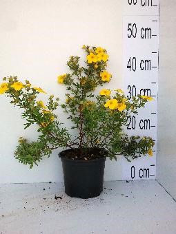 Potentilla f. Goldfinger