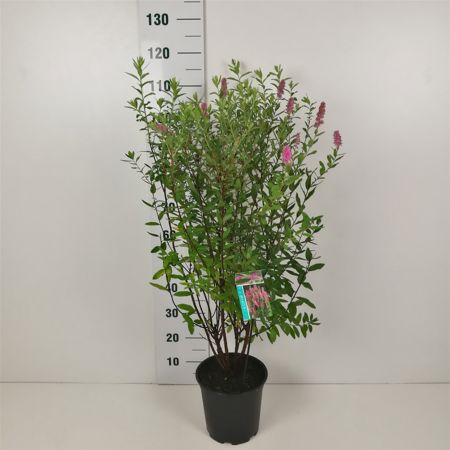 Spiraea billardii