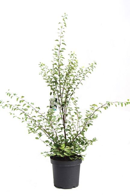 Spiraea vanhouttei