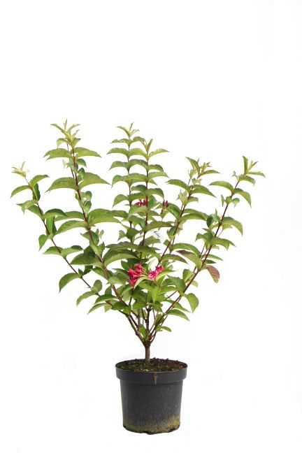 Weigela Bristol Ruby